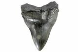 Fossil Megalodon Tooth - South Carolina #168103-2
